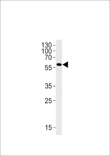 Polyclonal Rabbit anti-Zebrafish MAO / Monoamine Oxidase Antibody (aa332-364, WB)