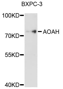 AOAH / Acyloxyacyl Hydrolase Antibody