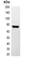 Monoclonal Mouse Hemagglutinin / HA Tag Antibody (IF, WB)