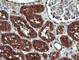 Monoclonal Mouse anti-Human DDT / Dopamine Tautomerase Antibody (clone OTI1A1, IHC, WB)