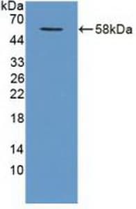 TRAF1 Antibody (PE)