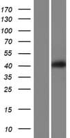 VPS37A Protein (Over-Expression Lysate Myc-DDK (Flag))