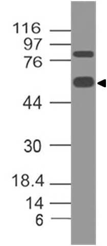SLC3A2 / CD98 Heavy Chain Antibody