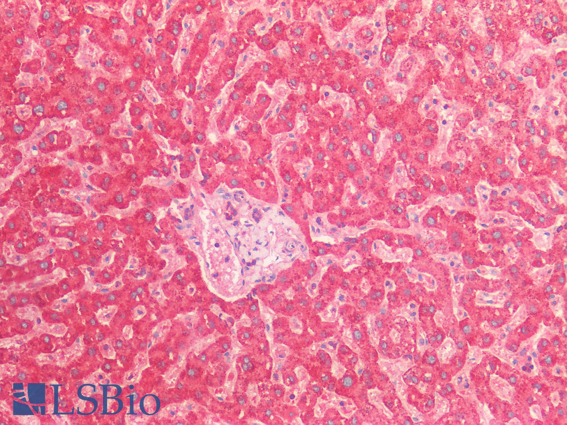 IHC-plus™ Polyclonal Goat anti-Human HSPE1 / HSP10 / Chaperonin 10 Antibody (IHC, WB)