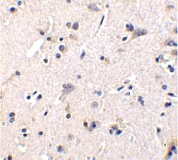 GFRA1 / GFR Alpha Antibody