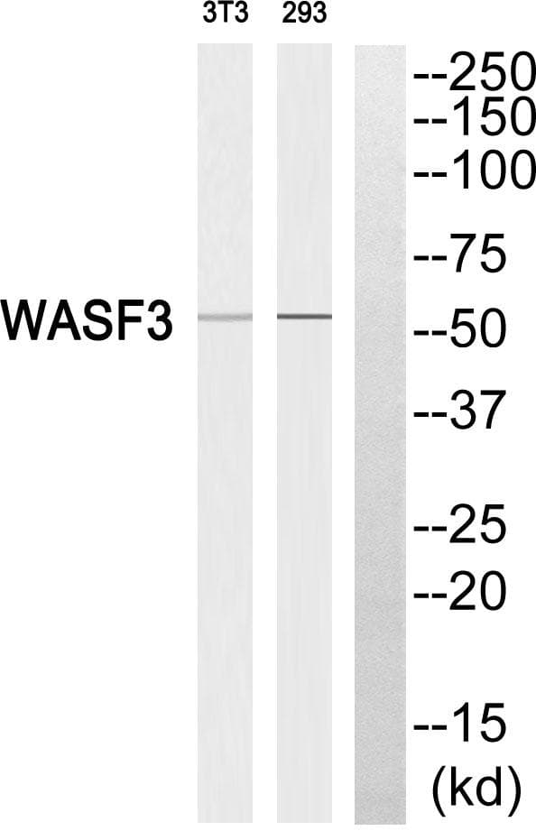 WASF3 Antibody