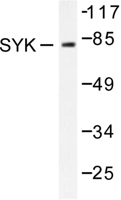 SYK Antibody (Pro342)