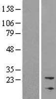 NBL1 / DAN Protein (Over-Expression Lysate Myc-DDK (Flag))