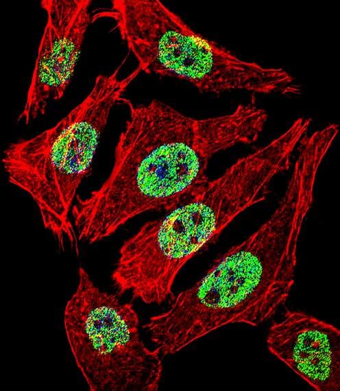 FOXA2 Antibody (aa128-157)