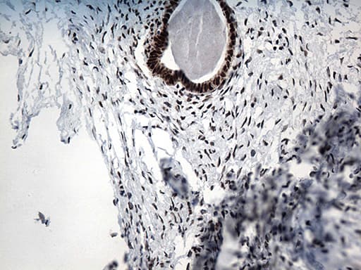 GTF3C4 Antibody (aa583-822, clone OTI4A1)