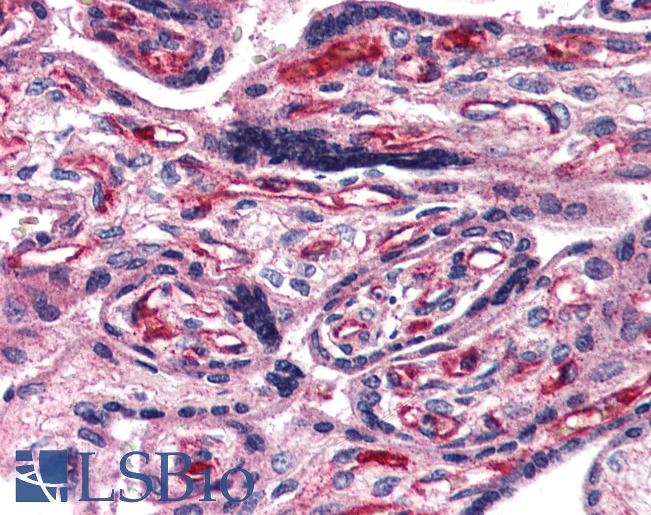 IHC-plus™ ADCYAP1R1 / PAC1 Receptor Antibody (N-Terminus)