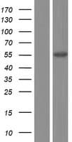 Human PDE9A Protein (Over-Expression Lysate Myc-DDK (Flag))