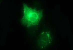 CD44 Antibody (clone OTI1G8)