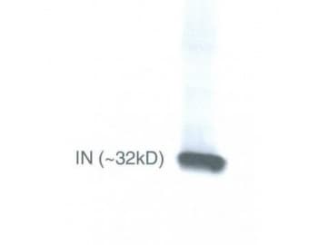 HIV-1 Integrase Antibody (N-Terminus, clone IN-2)