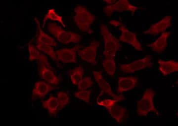 Polyclonal Rabbit anti-Human OR5M1 Antibody (IF, WB)
