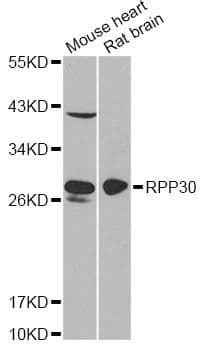 RPP30 Antibody