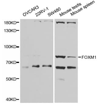 FOXM1 Antibody