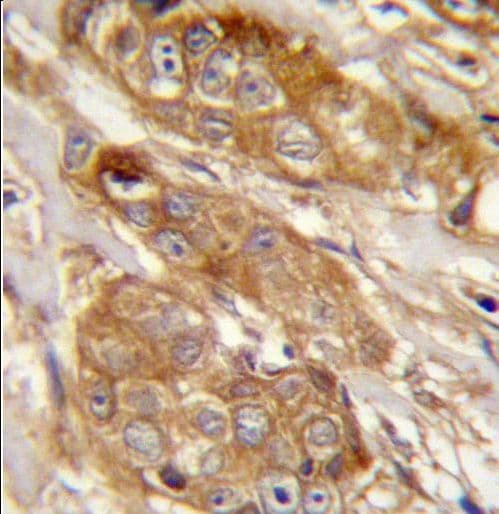 GRINA Antibody (aa131-158)