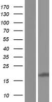 CNIH1 / CNIH Protein (Over-Expression Lysate Myc-DDK (Flag))