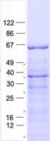 Human PLA2G4C Protein (Recombinant His, N-Terminal)