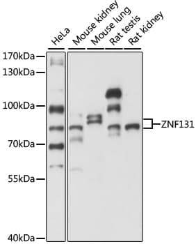 ZNF131 Antibody
