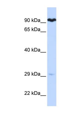 SUPV3L1 Antibody (aa72-121)