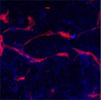 PathPlus™ EPHA4 / EPH Receptor A4 Antibody (aa40-70)