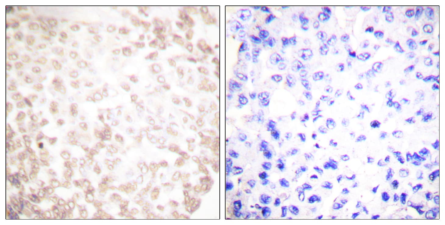XRCC1 Antibody (aa517-566)