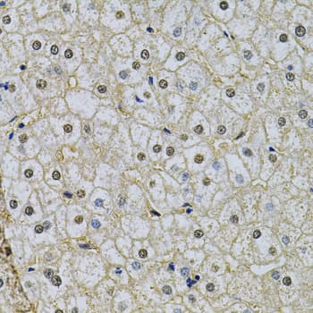 NRF1 / NRF-1 Antibody
