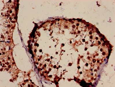 Histone H3.3 Antibody
