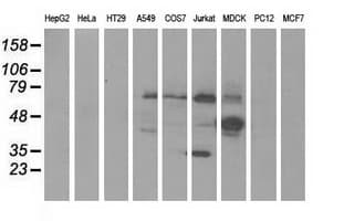KLHL2 / MAV Antibody (aa1-100, clone OTI1G7, Carrier-free)