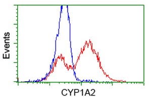 IHC-plus™ CYP1A2 Antibody (clone 2C6)