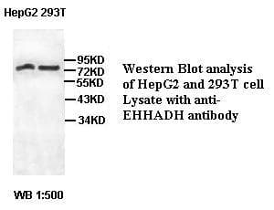 EHHADH / Enoyl-Coa Hydratase Antibody