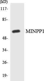 MINPP1 Antibody (aa311-360)