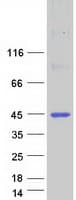Human BSPRY Protein (Recombinant Myc-DDK (Flag))