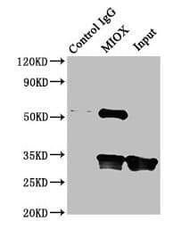 Polyclonal Rabbit anti-Human KSP32 / MIOX Antibody (WB)