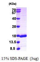 Human GABARAPL2 / ATG8 Protein (Recombinant His)