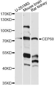 CEP68 Antibody