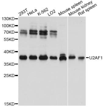 U2AF1 Antibody
