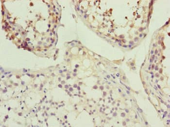 KANSL3 Antibody