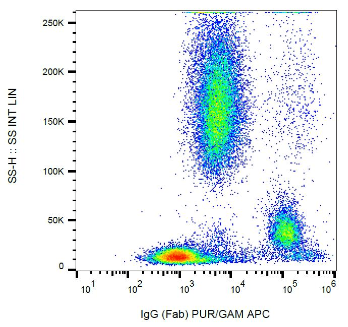 Monoclonal Mouse Anti-Human IgG Fab Secondary Antibody (clone 4A11, WB)