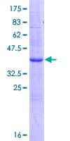 Human SPINLW1 / EPPIN Protein (Recombinant GST)