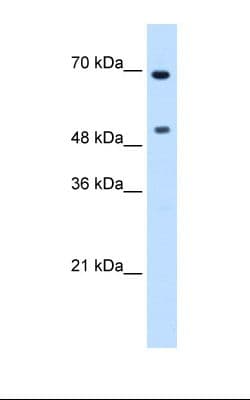 MYC / c-Myc Antibody (N-Terminus)