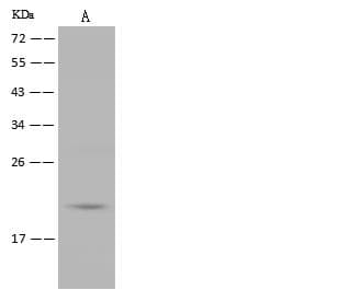 BMF Antibody (Preservative Free)