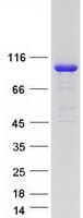 Human C2CD2L / TMEM24 Protein (Recombinant Myc-DDK (Flag))