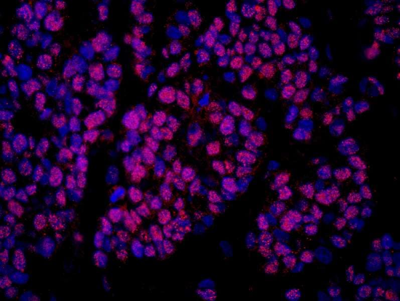 NELFB / COBRA1 Antibody (aa530-580)