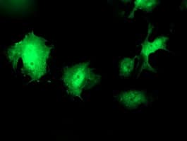 WWTR1 / TAZ Antibody (clone OTI1A12, Carrier-free)