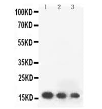 FGF2 / Basic FGF Antibody (aa143-288)