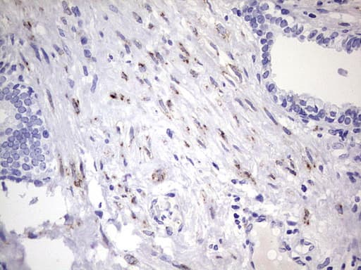 BOULE / BOLL Antibody (clone OTI4C2)