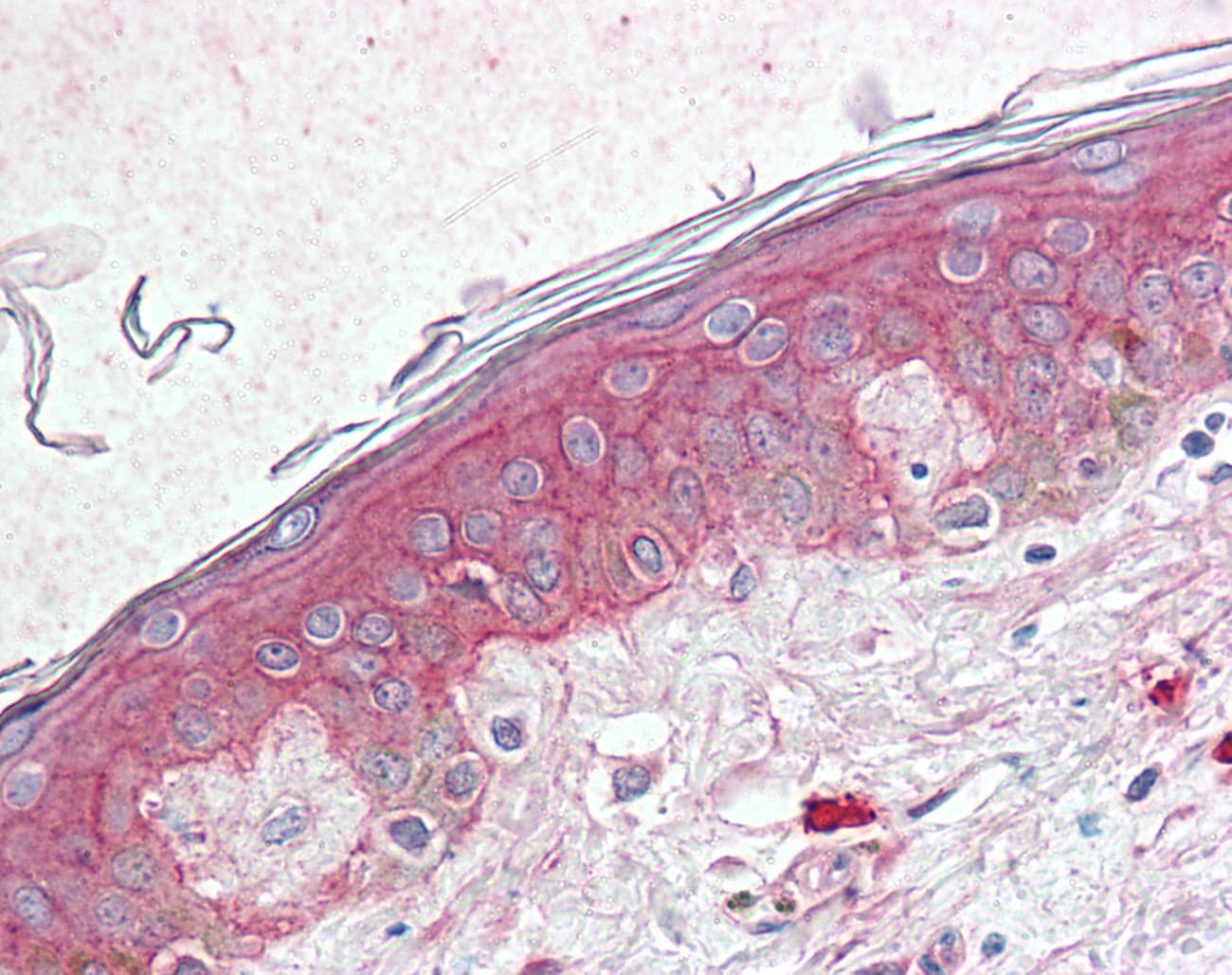 IHC-plus™ Polyclonal Rabbit anti-Human TM4SF6 / TSPAN6 Antibody (Internal, IHC)